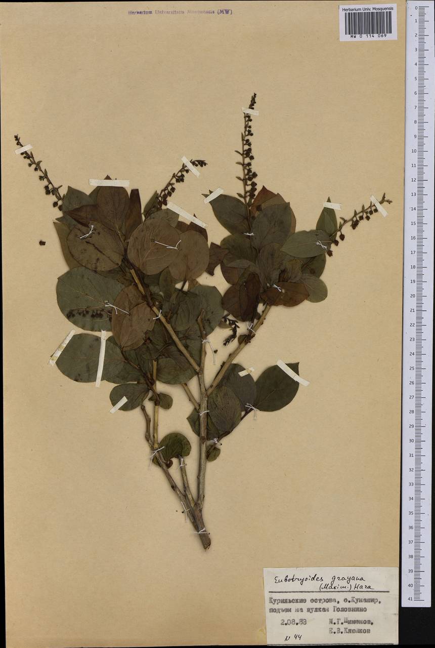 Leucothoe grayana Maxim., Siberia, Russian Far East (S6) (Russia)