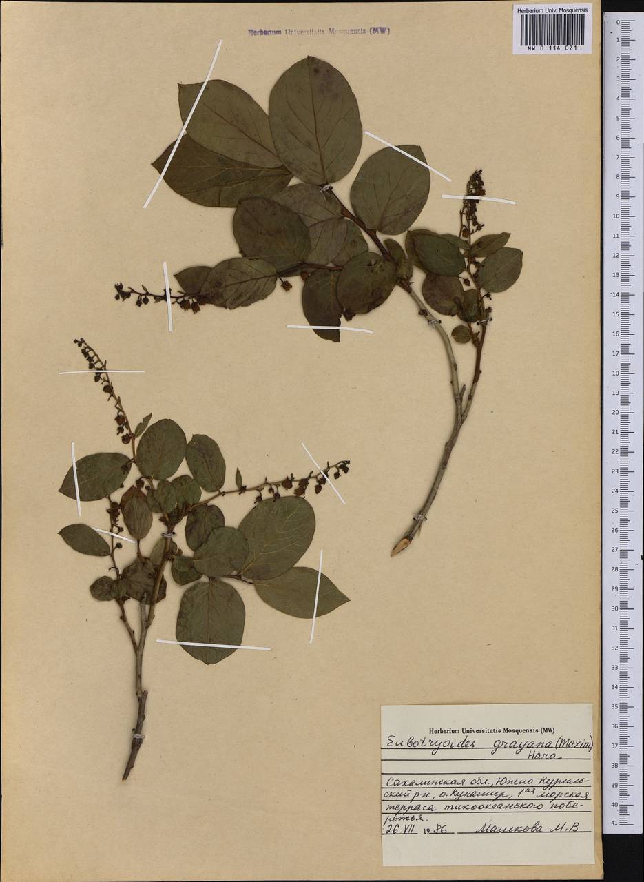 Leucothoe grayana Maxim., Siberia, Russian Far East (S6) (Russia)