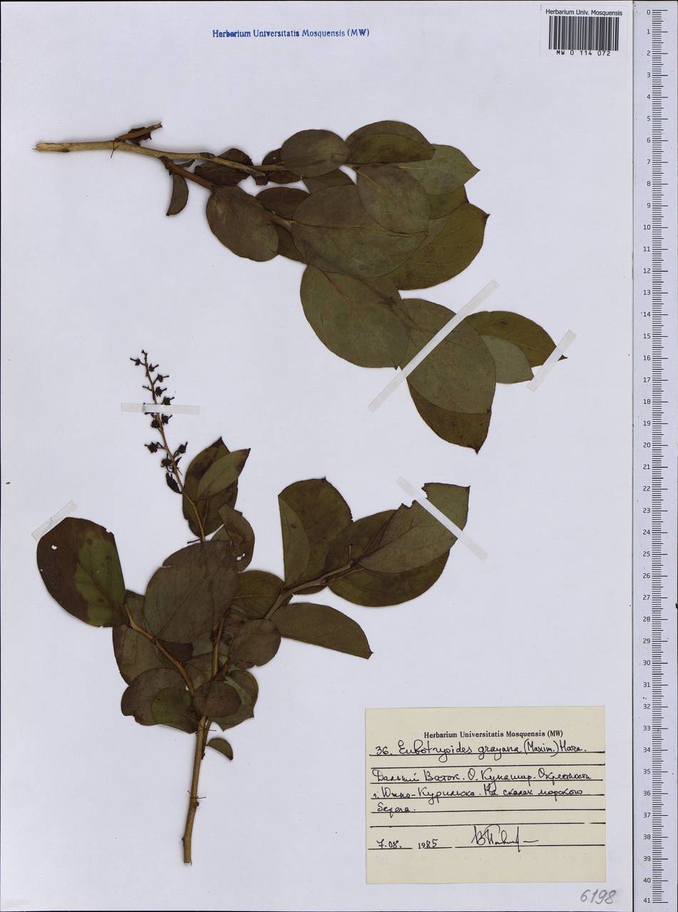 Leucothoe grayana Maxim., Siberia, Russian Far East (S6) (Russia)