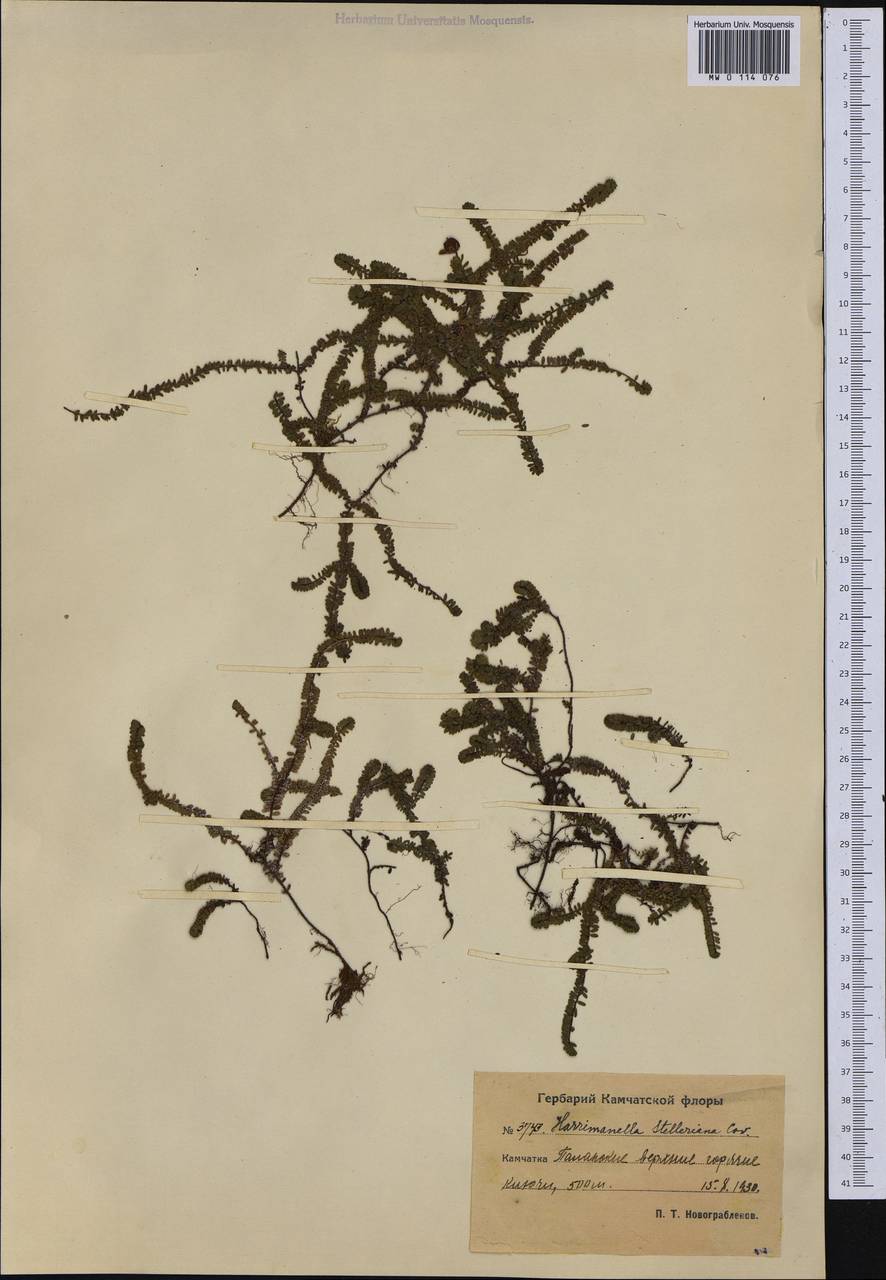 Harrimanella stelleriana (Pall.) Coville, Siberia, Chukotka & Kamchatka (S7) (Russia)