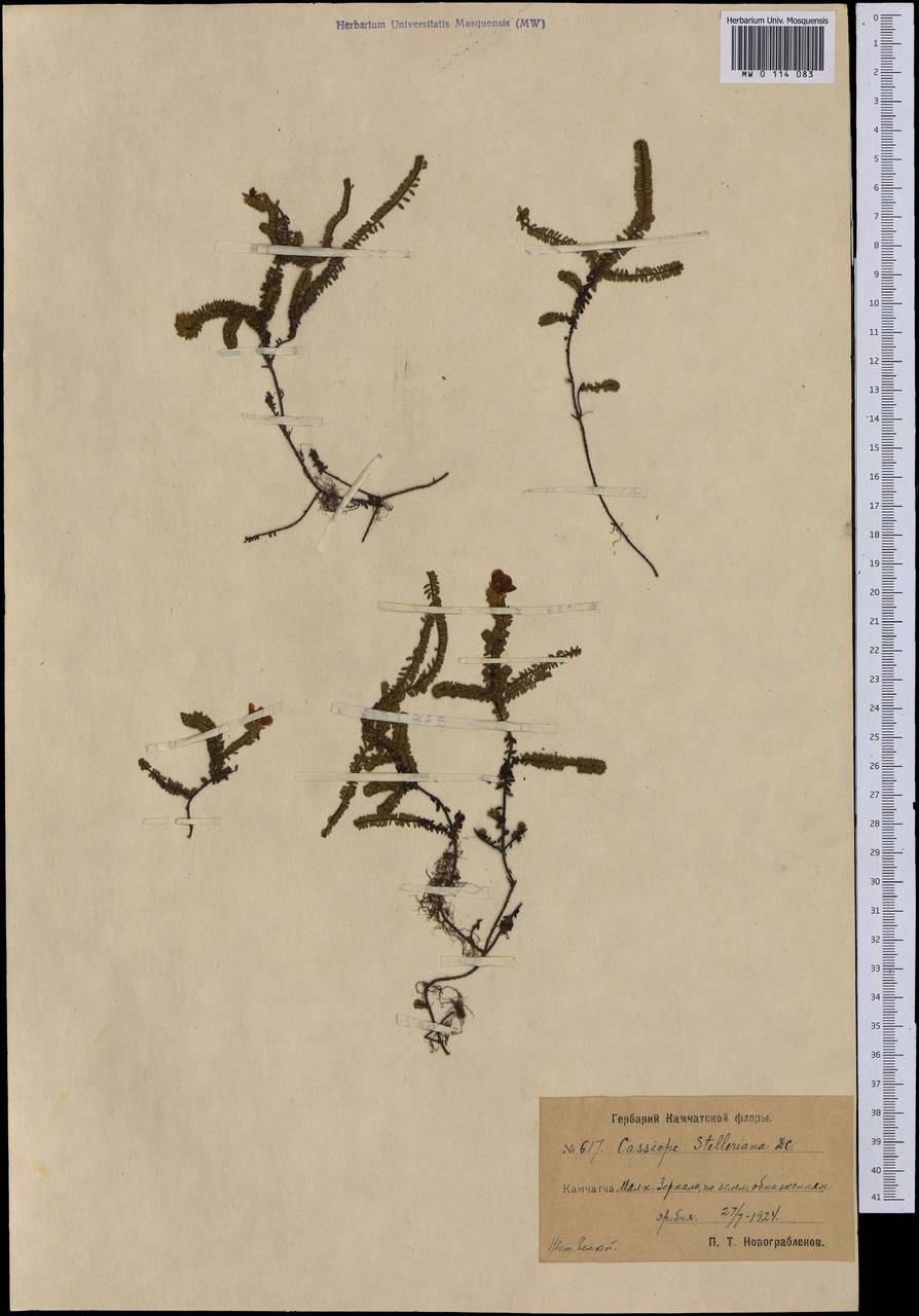 Harrimanella stelleriana (Pall.) Coville, Siberia, Chukotka & Kamchatka (S7) (Russia)