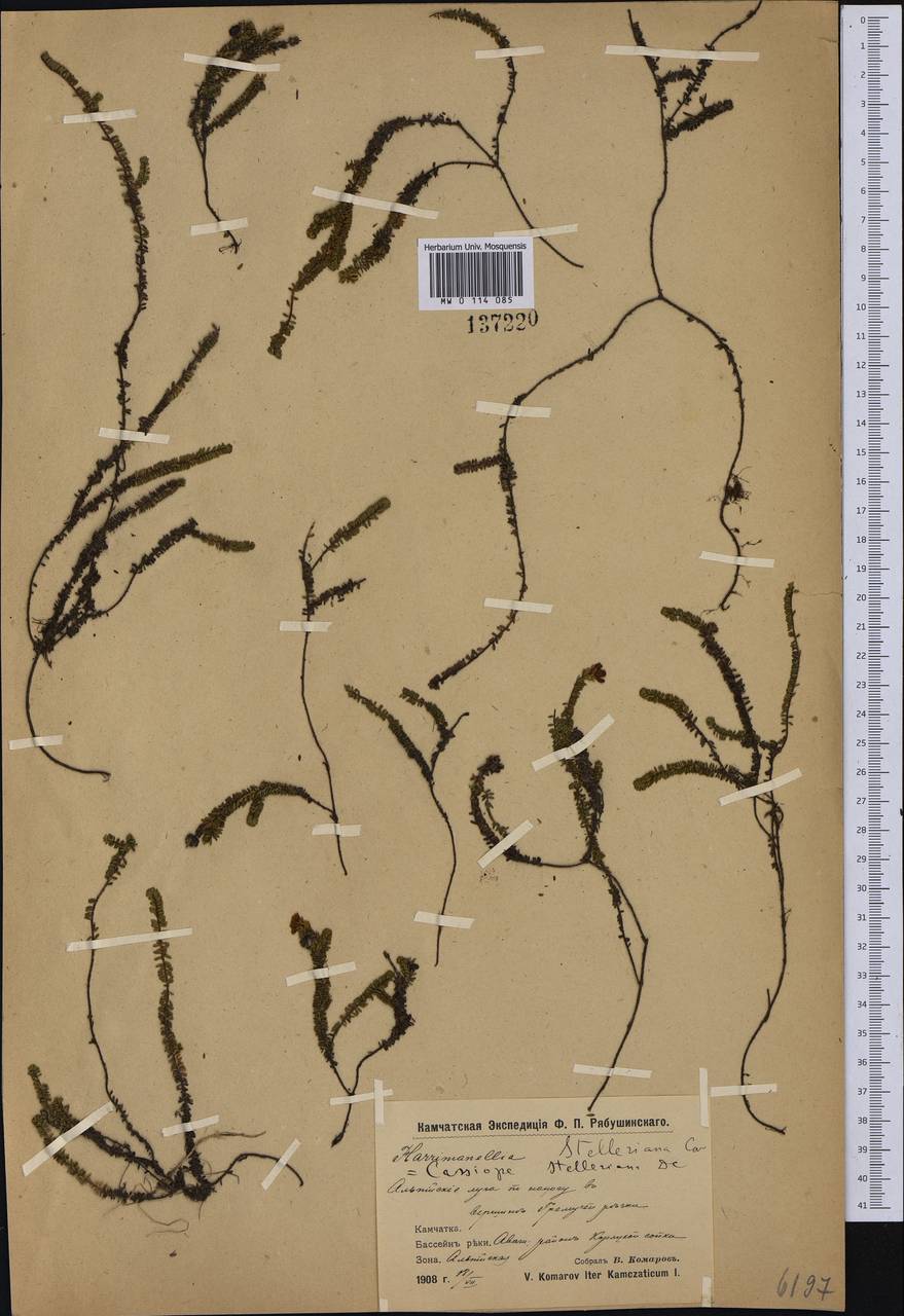 MW0114085, Harrimanella stelleriana (Гарриманелла Стеллера), specimen Harrimanella stelleriana (Pall.) Coville, Siberia, Chukotka & Kamchatka (S7) (Russia)