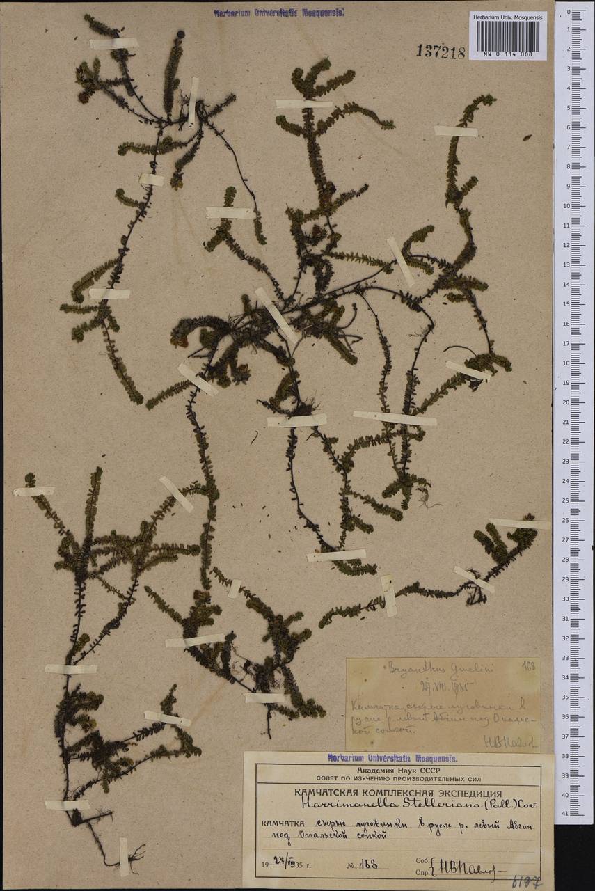 Harrimanella stelleriana (Pall.) Coville, Siberia, Chukotka & Kamchatka (S7) (Russia)