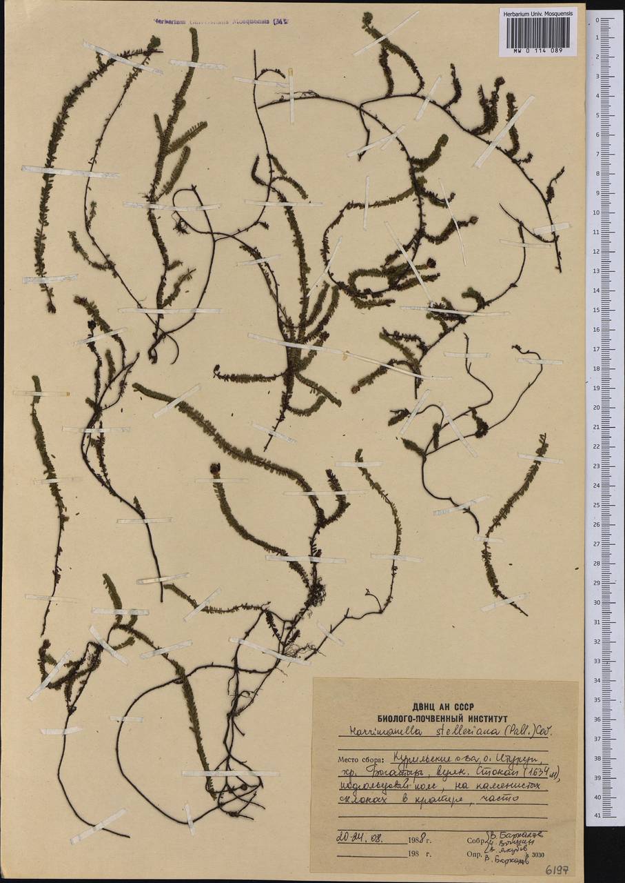 Harrimanella stelleriana (Pall.) Coville, Siberia, Russian Far East (S6) (Russia)