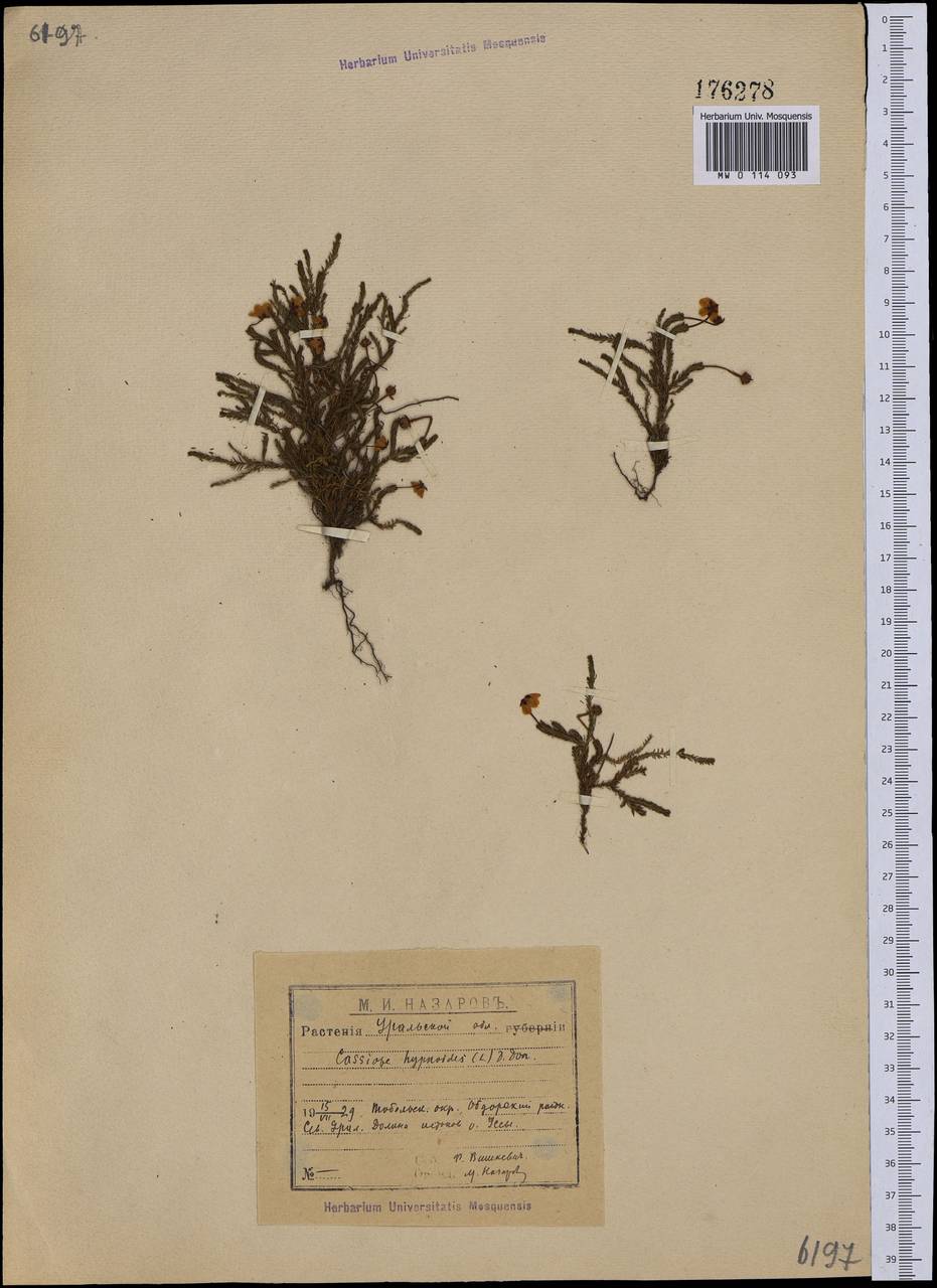 Harrimanella hypnoides (L.) Coville, Eastern Europe, Northern region (E1) (Russia)