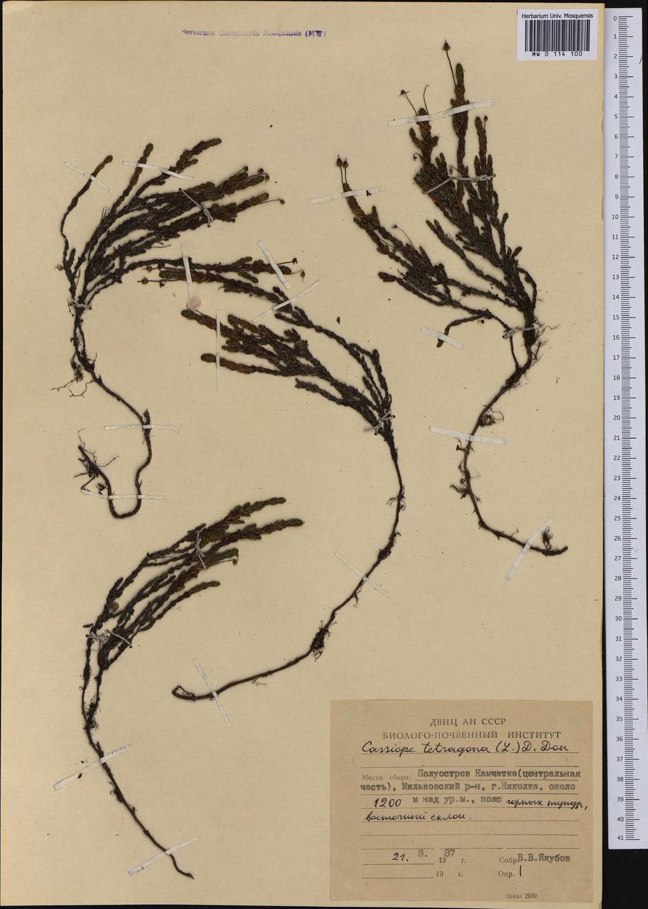 Cassiope tetragona (L.) D. Don, Siberia, Chukotka & Kamchatka (S7) (Russia)