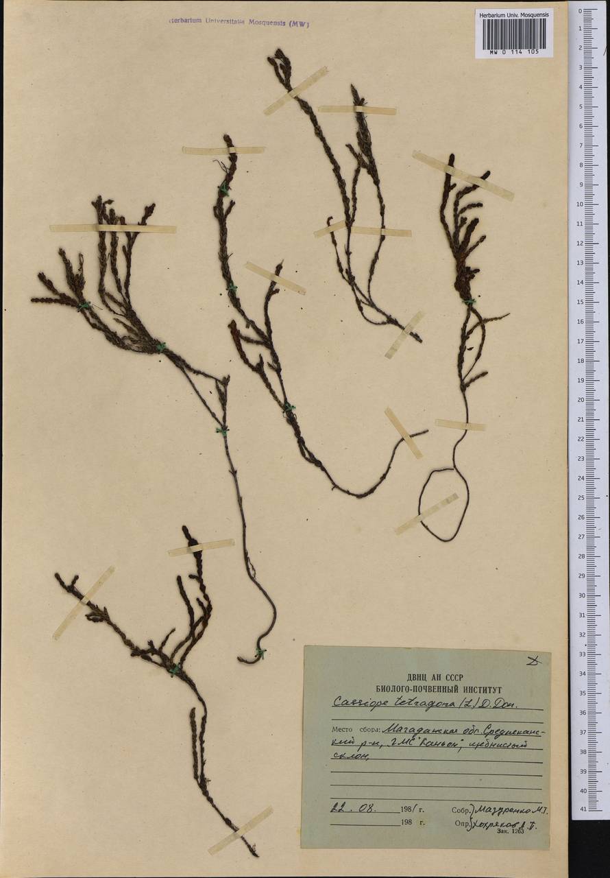 Cassiope tetragona (L.) D. Don, Siberia, Chukotka & Kamchatka (S7) (Russia)