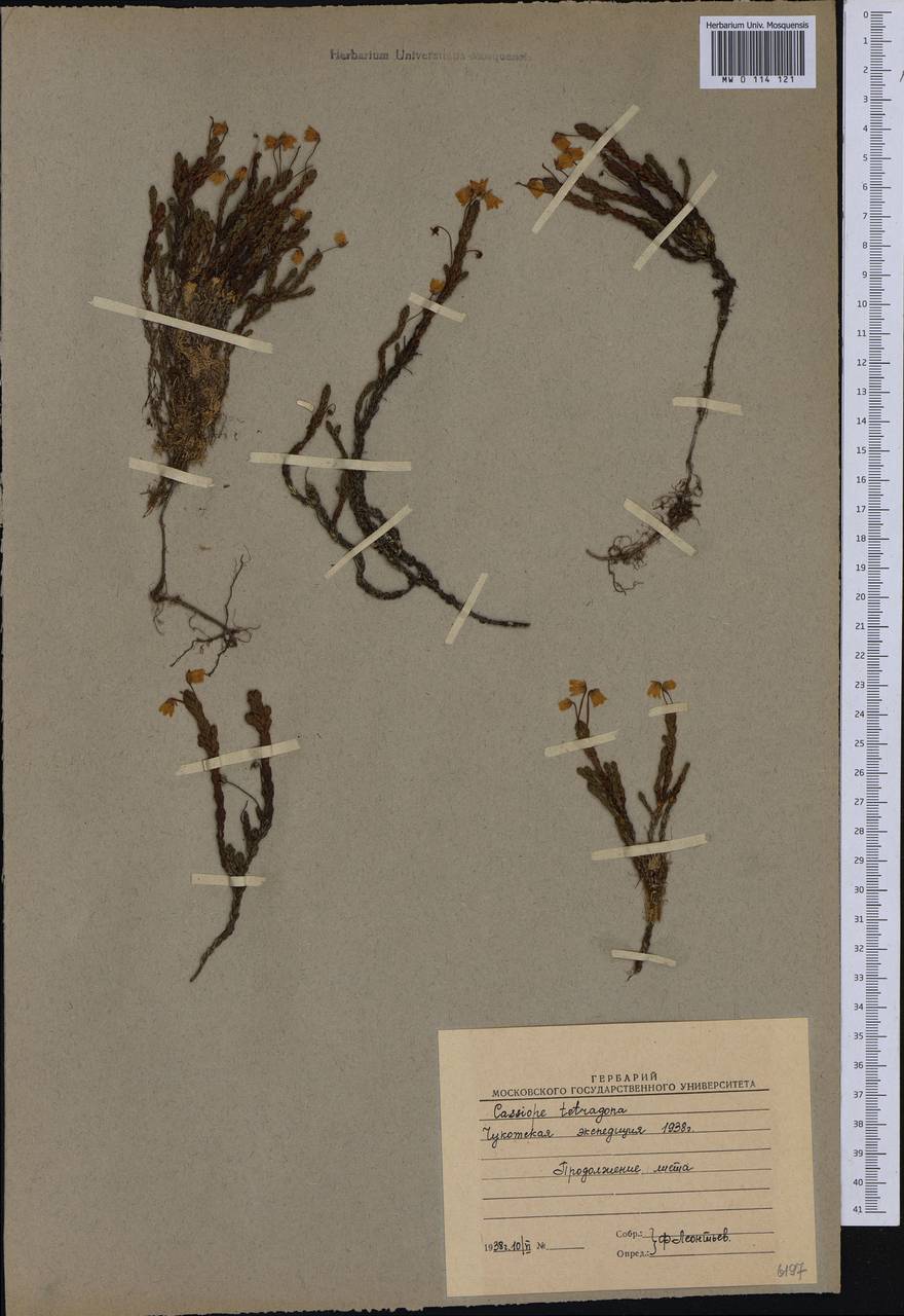 Cassiope tetragona (L.) D. Don, Siberia, Chukotka & Kamchatka (S7) (Russia)