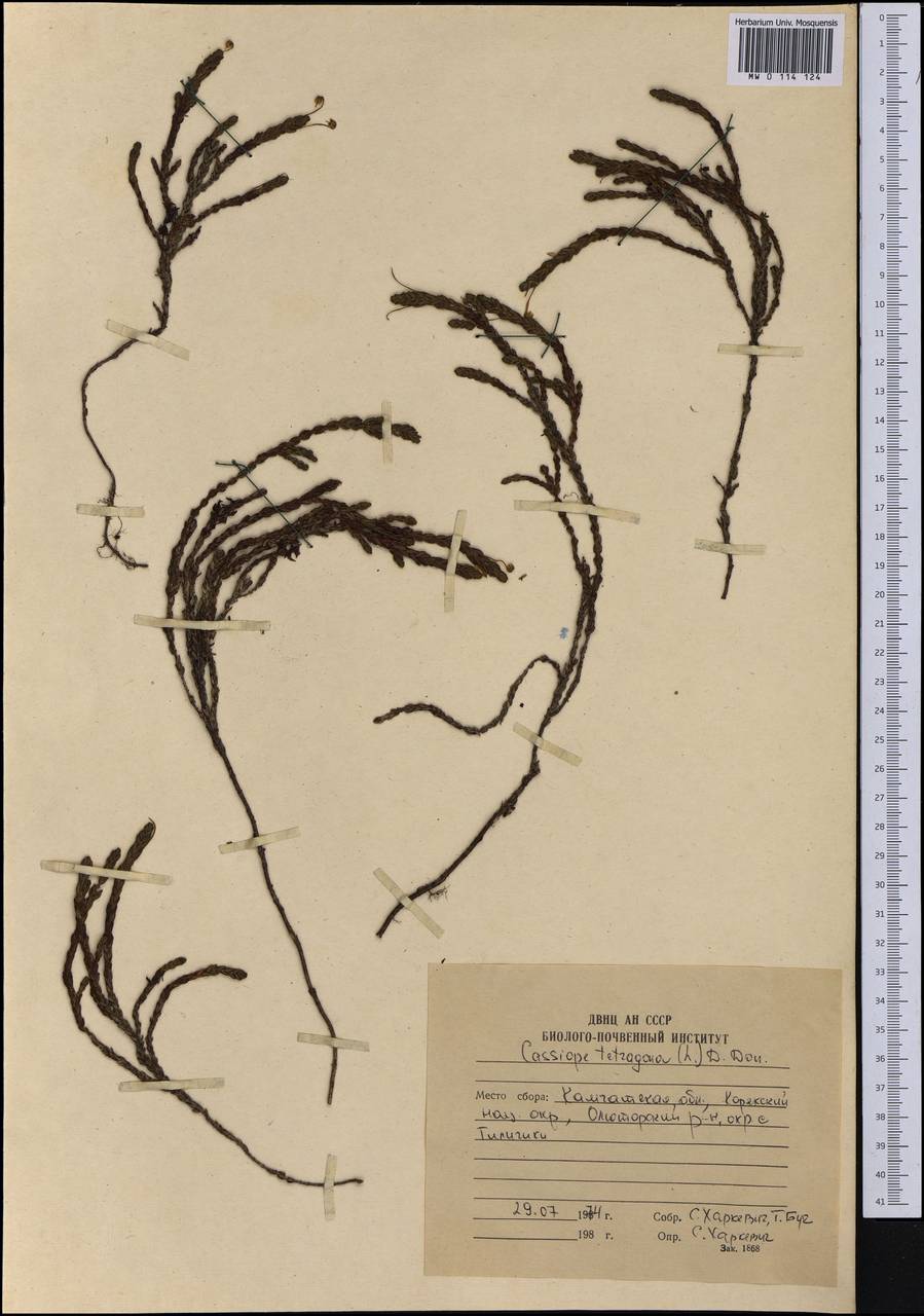 Cassiope tetragona (L.) D. Don, Siberia, Chukotka & Kamchatka (S7) (Russia)