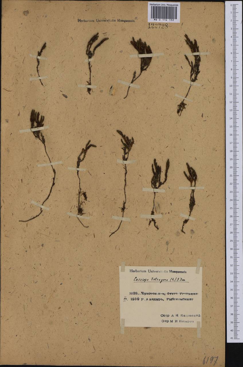 Cassiope tetragona (L.) D. Don, Siberia, Chukotka & Kamchatka (S7) (Russia)