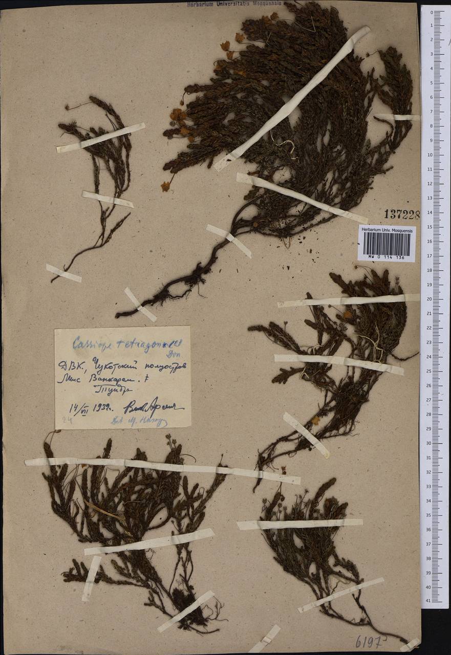 Cassiope tetragona (L.) D. Don, Siberia, Chukotka & Kamchatka (S7) (Russia)
