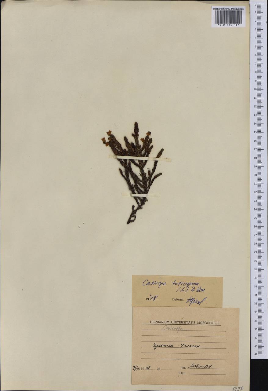 Cassiope tetragona (L.) D. Don, Siberia, Chukotka & Kamchatka (S7) (Russia)