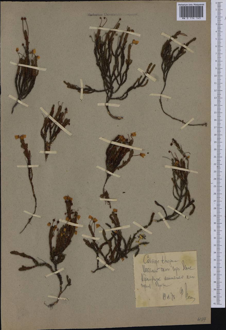 Cassiope tetragona (L.) D. Don, Siberia, Chukotka & Kamchatka (S7) (Russia)