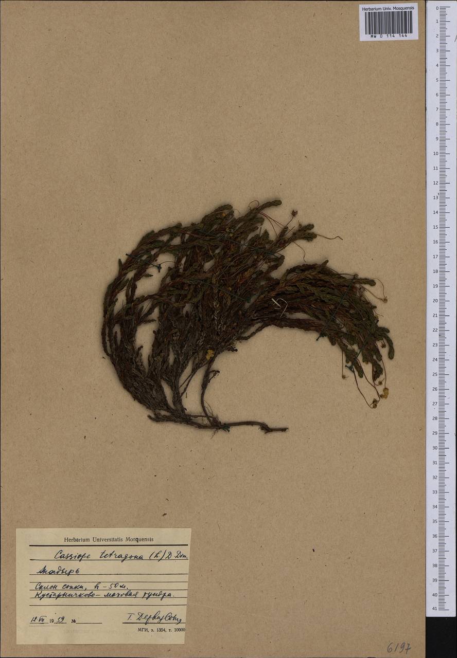 Cassiope tetragona (L.) D. Don, Siberia, Chukotka & Kamchatka (S7) (Russia)