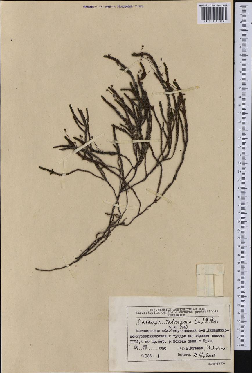 Cassiope tetragona (L.) D. Don, Siberia, Chukotka & Kamchatka (S7) (Russia)