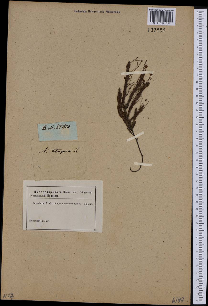 Cassiope tetragona (L.) D. Don, Siberia, Russian Far East (S6) (Russia)