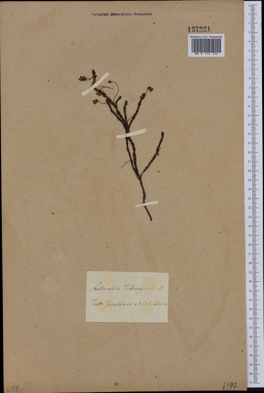 Cassiope tetragona (L.) D. Don, Siberia, Russian Far East (S6) (Russia)