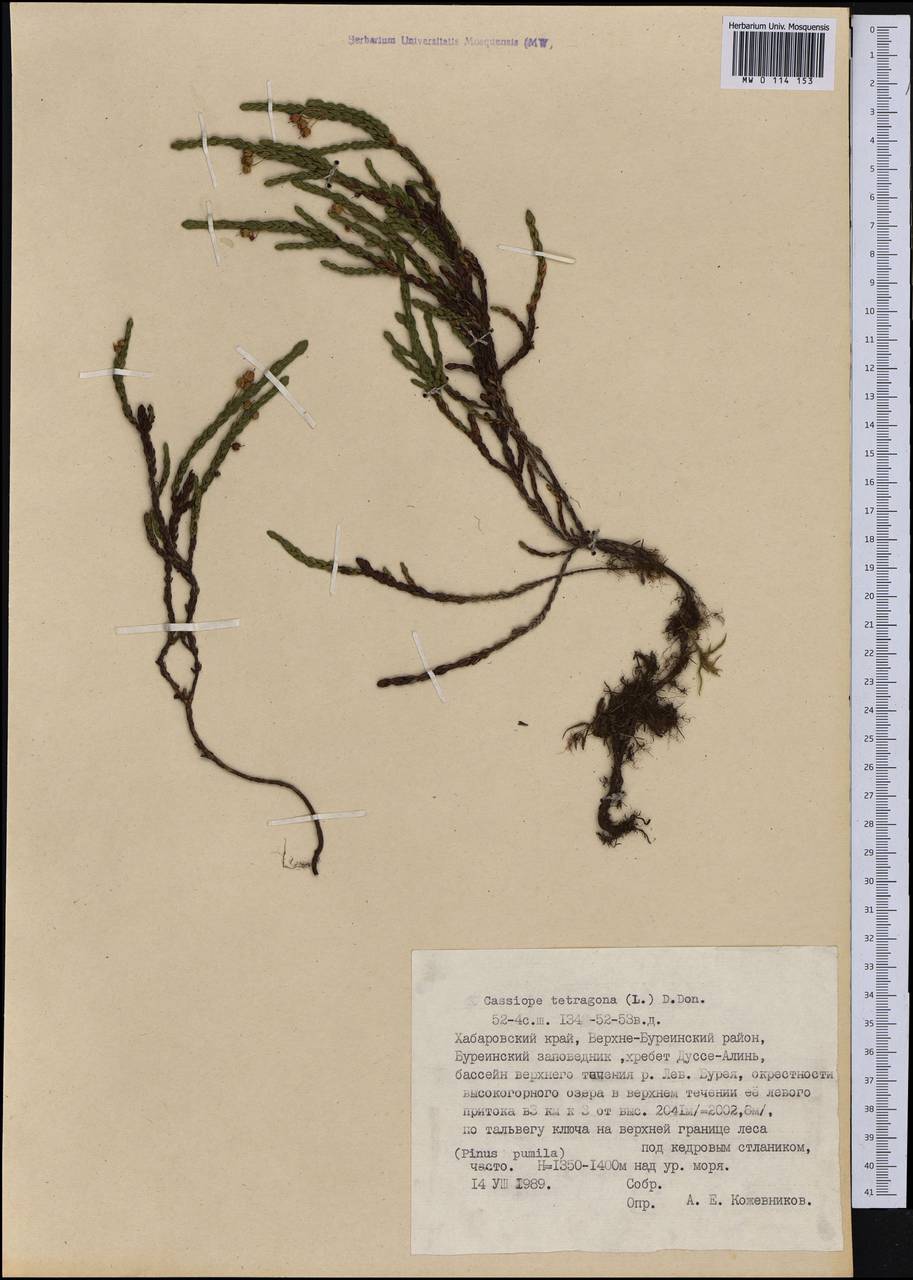 Cassiope tetragona (L.) D. Don, Siberia, Russian Far East (S6) (Russia)