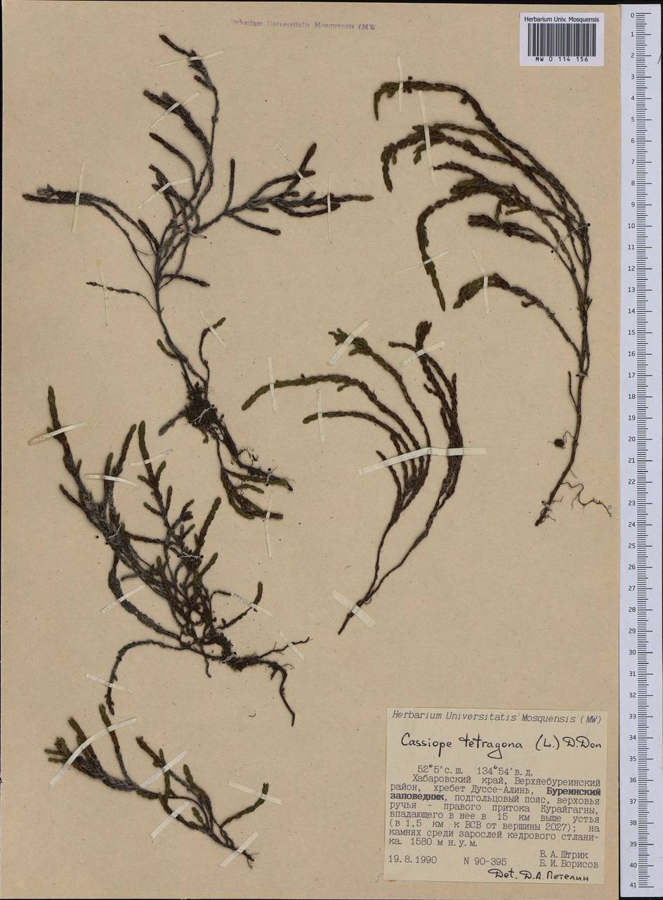 Cassiope tetragona (L.) D. Don, Siberia, Russian Far East (S6) (Russia)