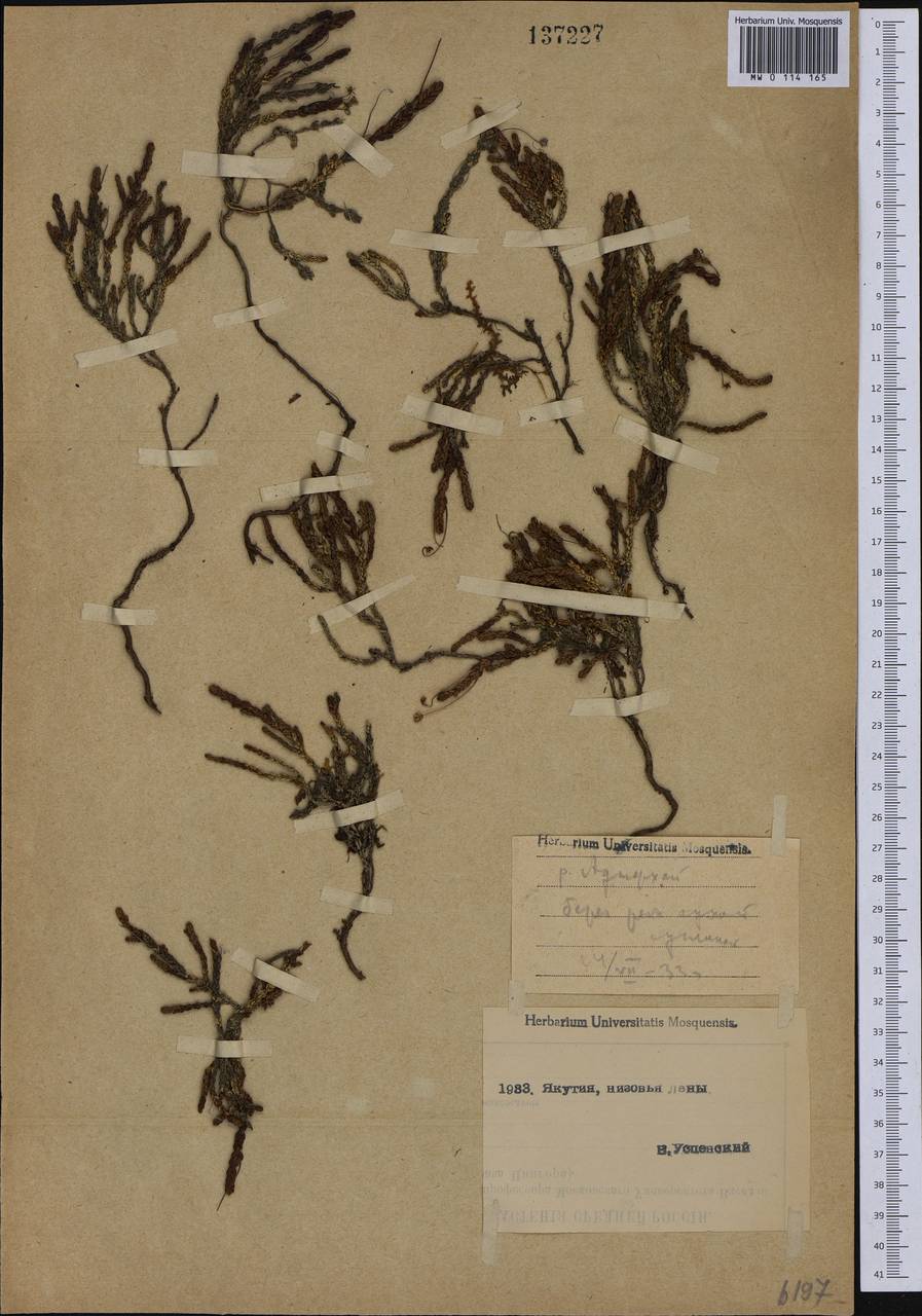 Cassiope tetragona (L.) D. Don, Siberia, Yakutia (S5) (Russia)