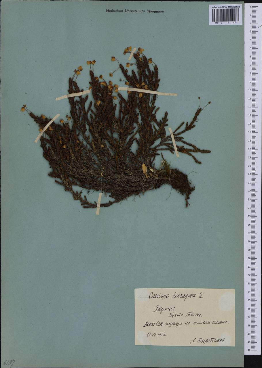 Cassiope tetragona (L.) D. Don, Siberia, Yakutia (S5) (Russia)