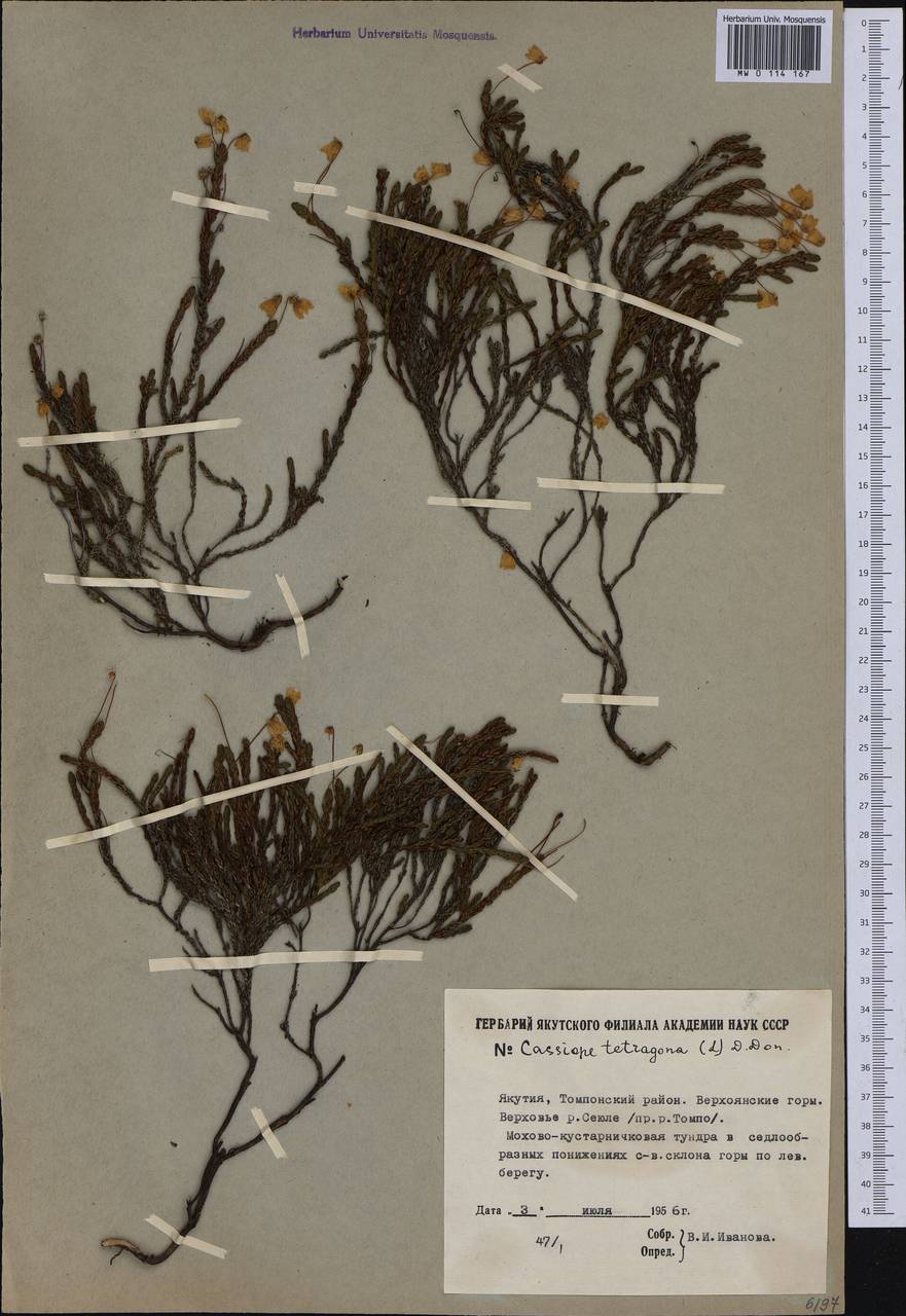 Cassiope tetragona (L.) D. Don, Siberia, Yakutia (S5) (Russia)