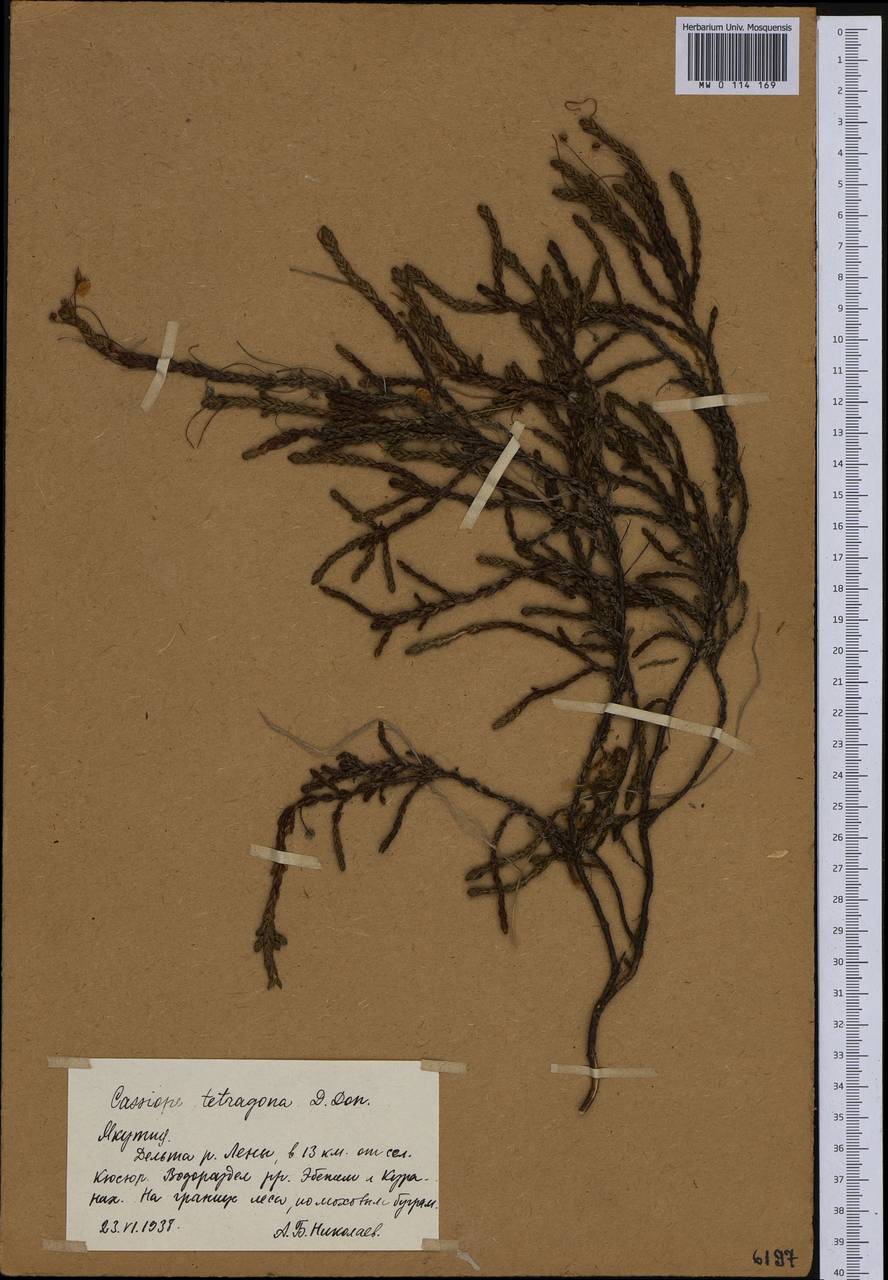 Cassiope tetragona (L.) D. Don, Siberia, Yakutia (S5) (Russia)