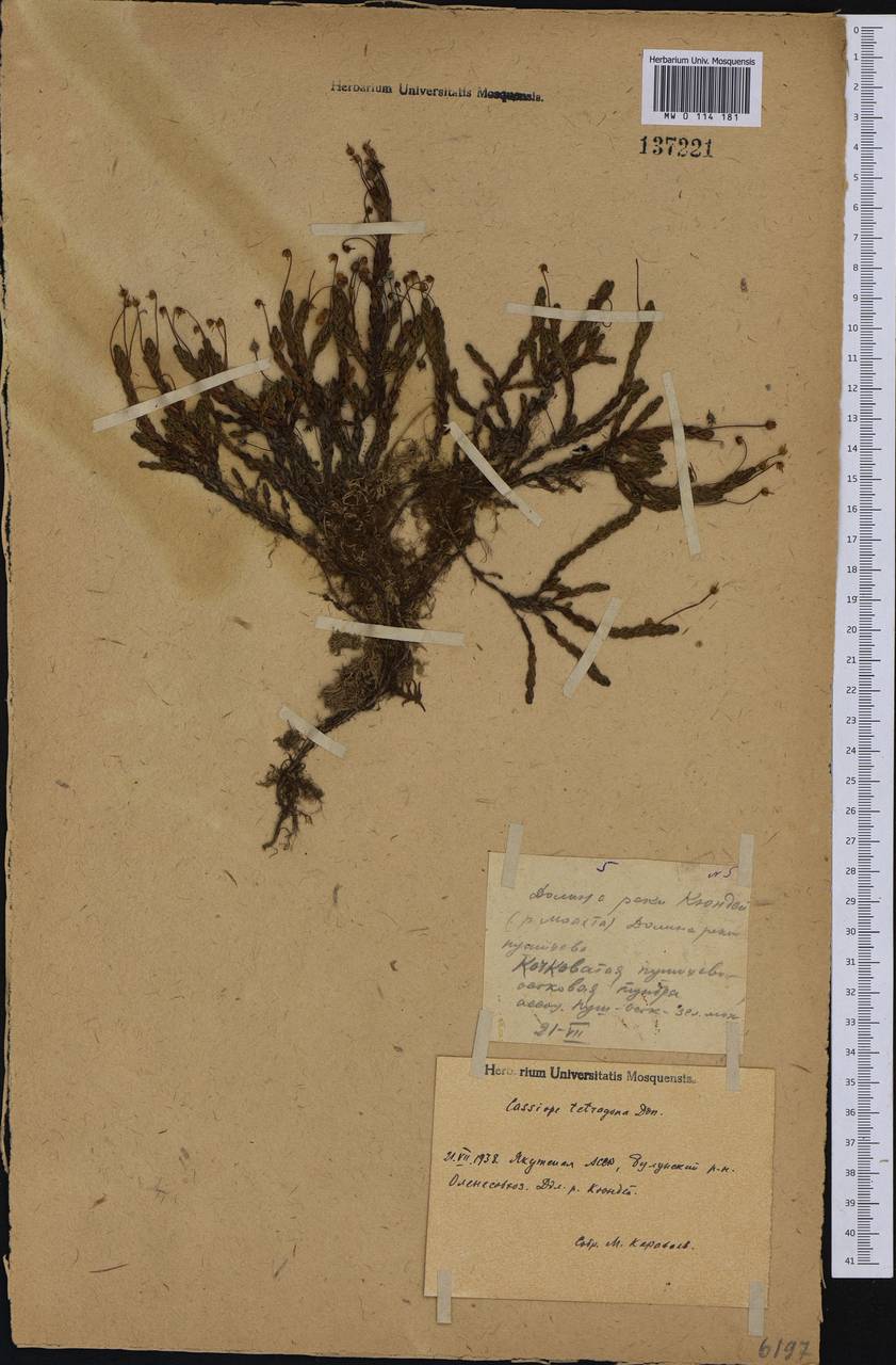 Cassiope tetragona (L.) D. Don, Siberia, Yakutia (S5) (Russia)