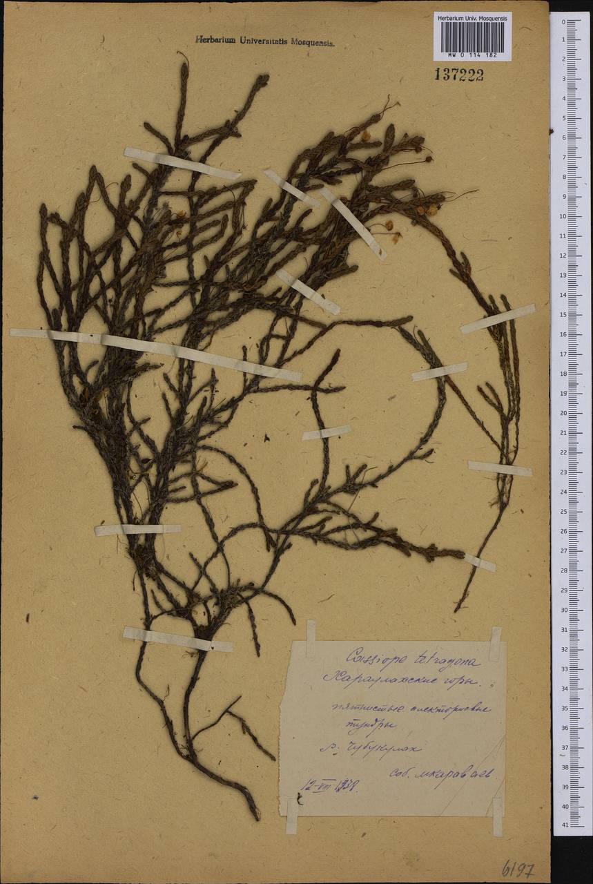 Cassiope tetragona (L.) D. Don, Siberia, Yakutia (S5) (Russia)