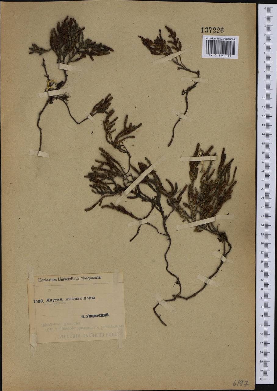 Cassiope tetragona (L.) D. Don, Siberia, Yakutia (S5) (Russia)