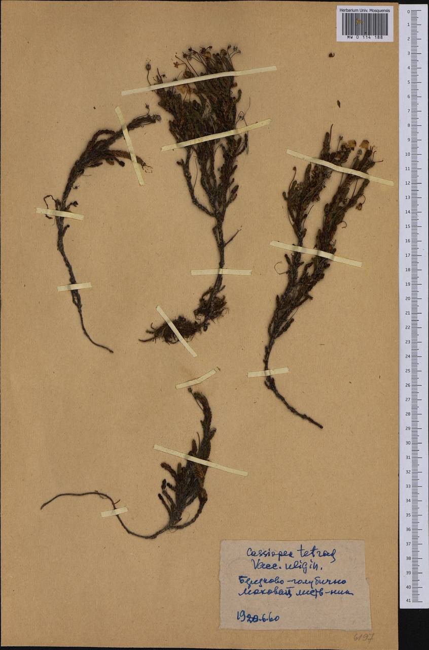 Cassiope tetragona (L.) D. Don, Siberia, Yakutia (S5) (Russia)