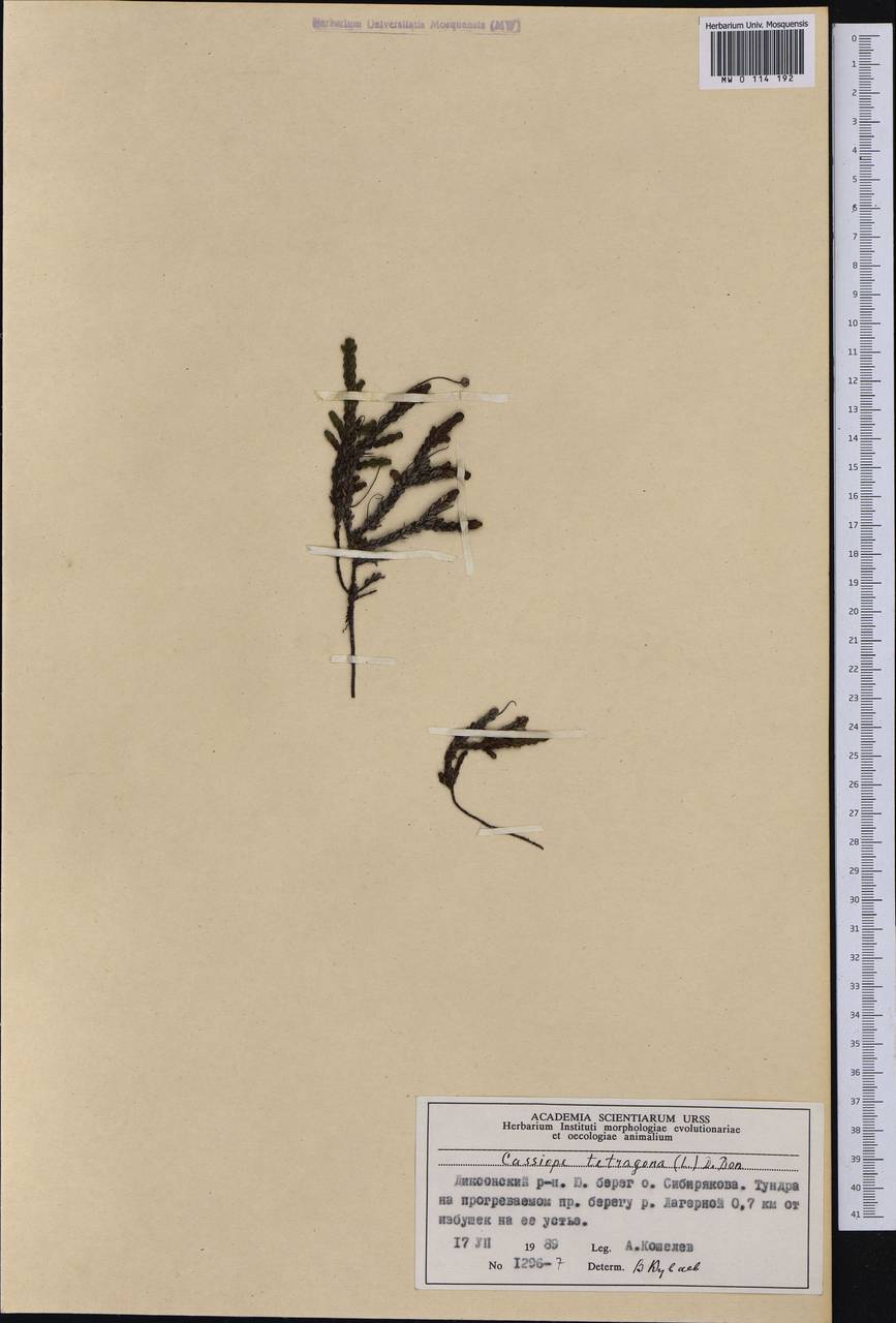 Cassiope tetragona (L.) D. Don, Siberia, Central Siberia (S3) (Russia)