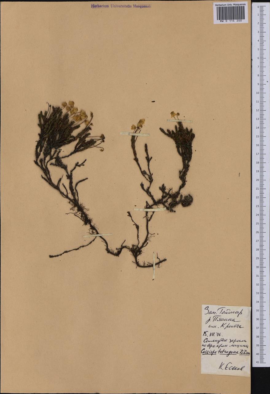 Cassiope tetragona (L.) D. Don, Siberia, Central Siberia (S3) (Russia)