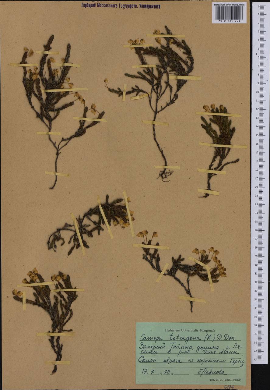 Cassiope tetragona (L.) D. Don, Siberia, Central Siberia (S3) (Russia)