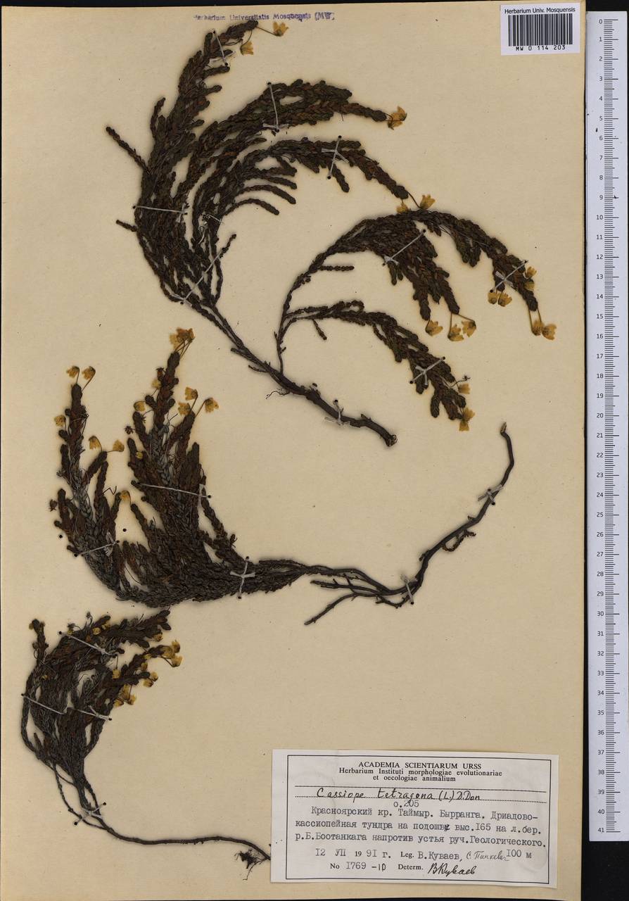 Cassiope tetragona (L.) D. Don, Siberia, Central Siberia (S3) (Russia)