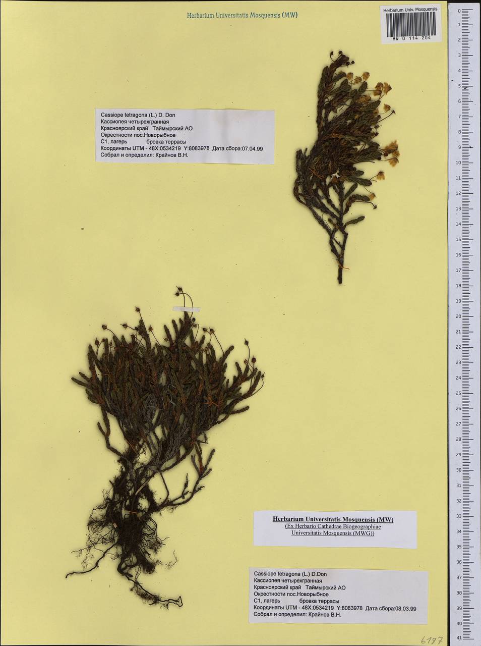 Cassiope tetragona (L.) D. Don, Siberia, Central Siberia (S3) (Russia)