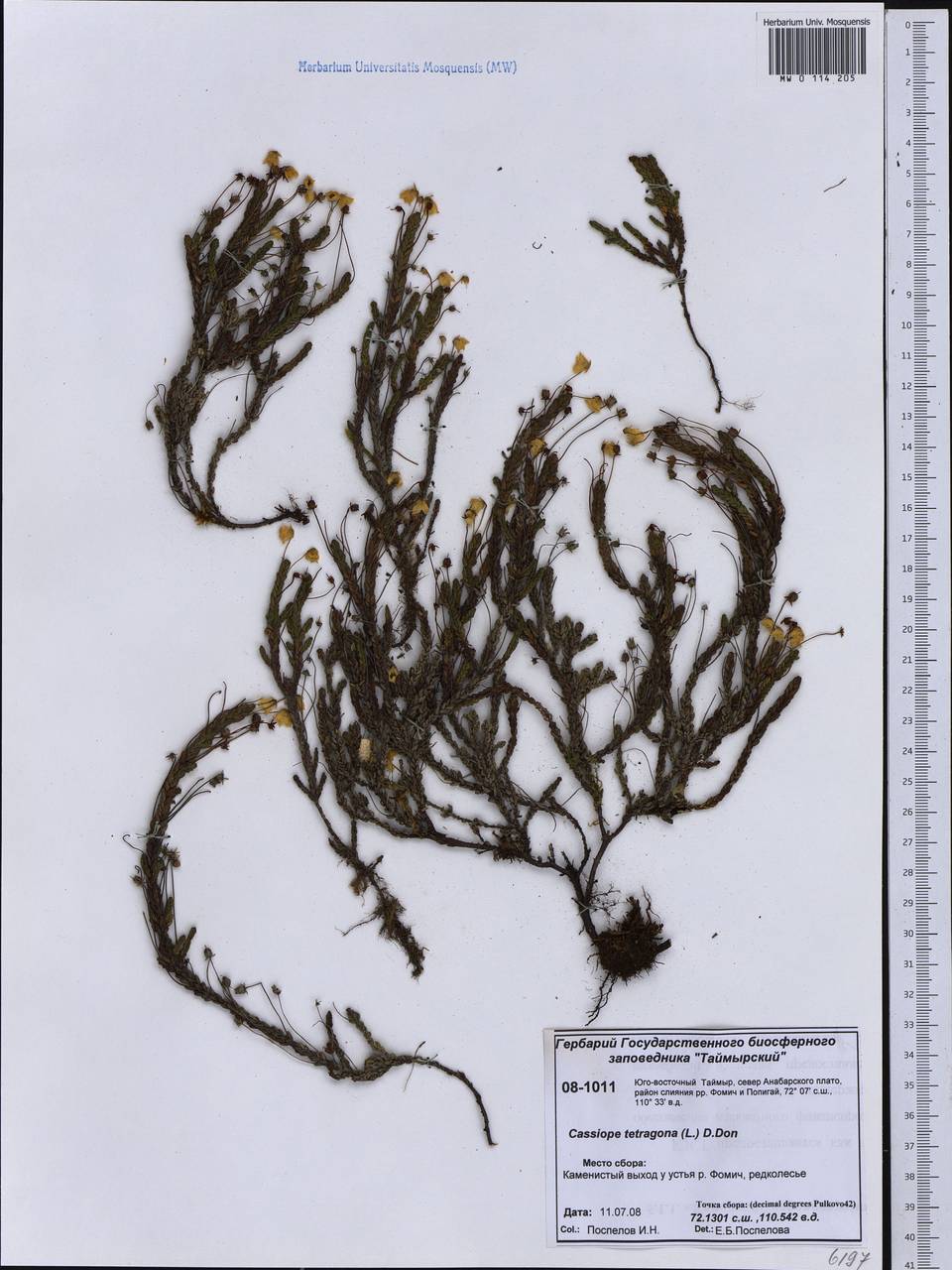 Cassiope tetragona (L.) D. Don, Siberia, Central Siberia (S3) (Russia)
