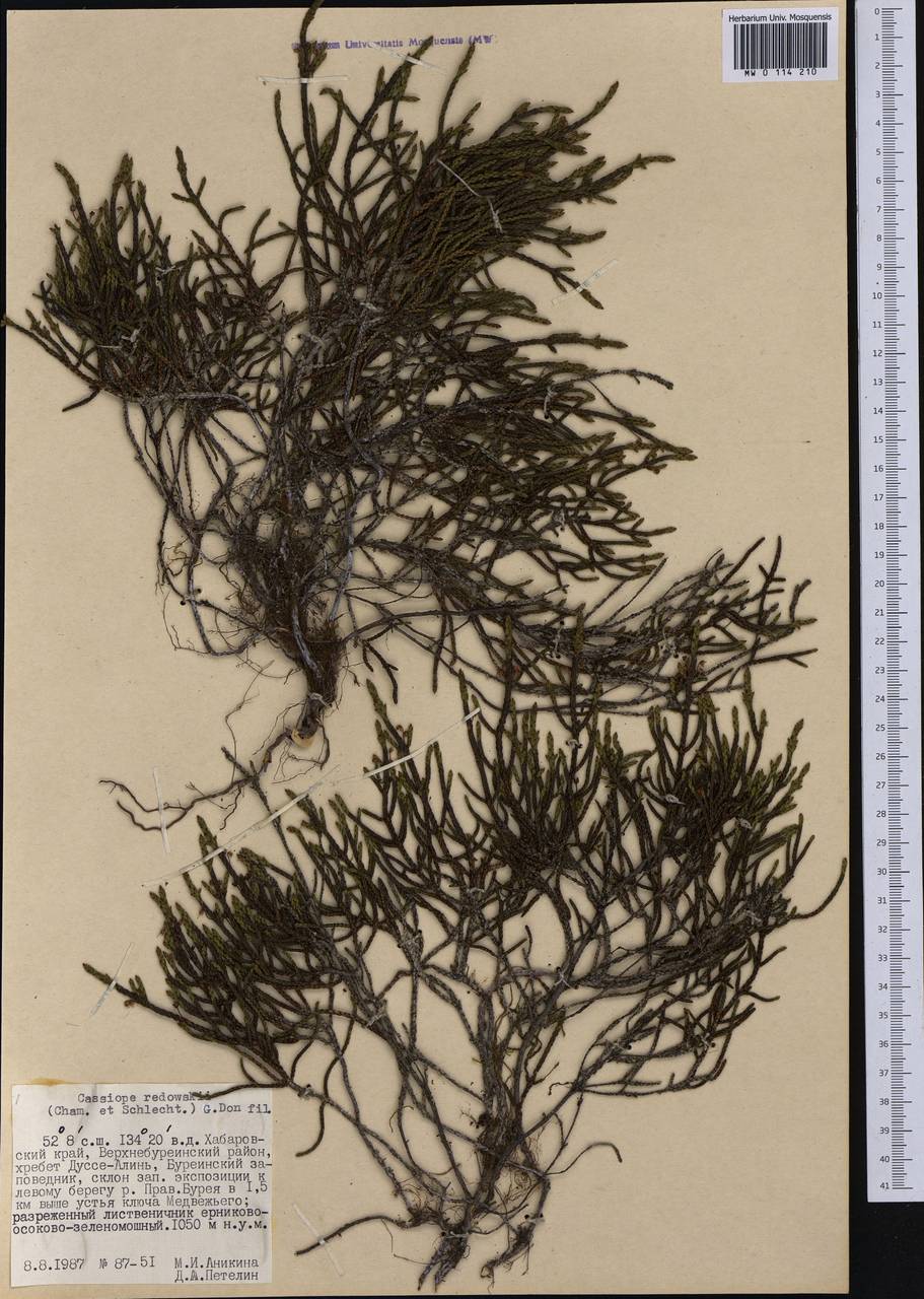 Cassiope redowskii (Cham. & Schltdl.) G. Don, Siberia, Russian Far East (S6) (Russia)
