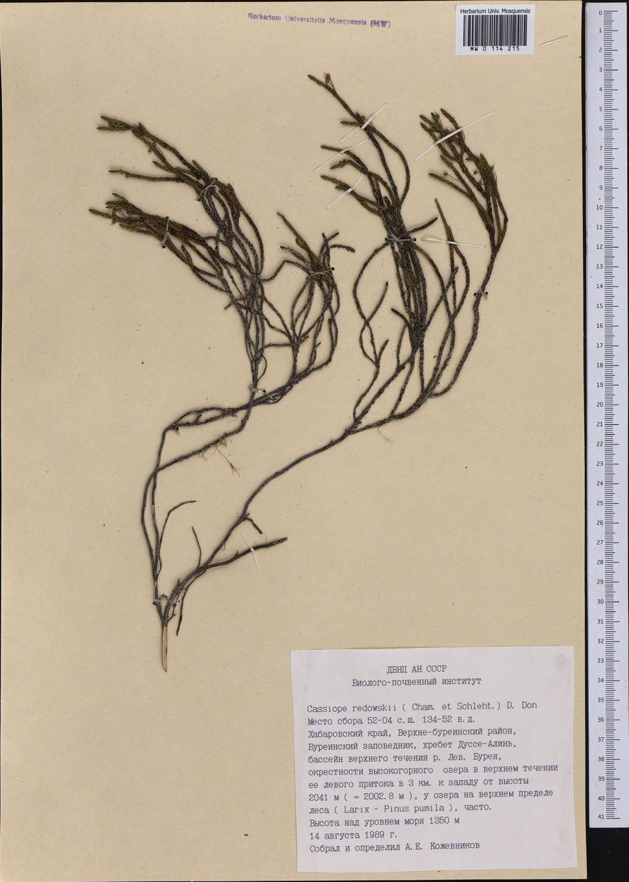Cassiope redowskii (Cham. & Schltdl.) G. Don, Siberia, Russian Far East (S6) (Russia)