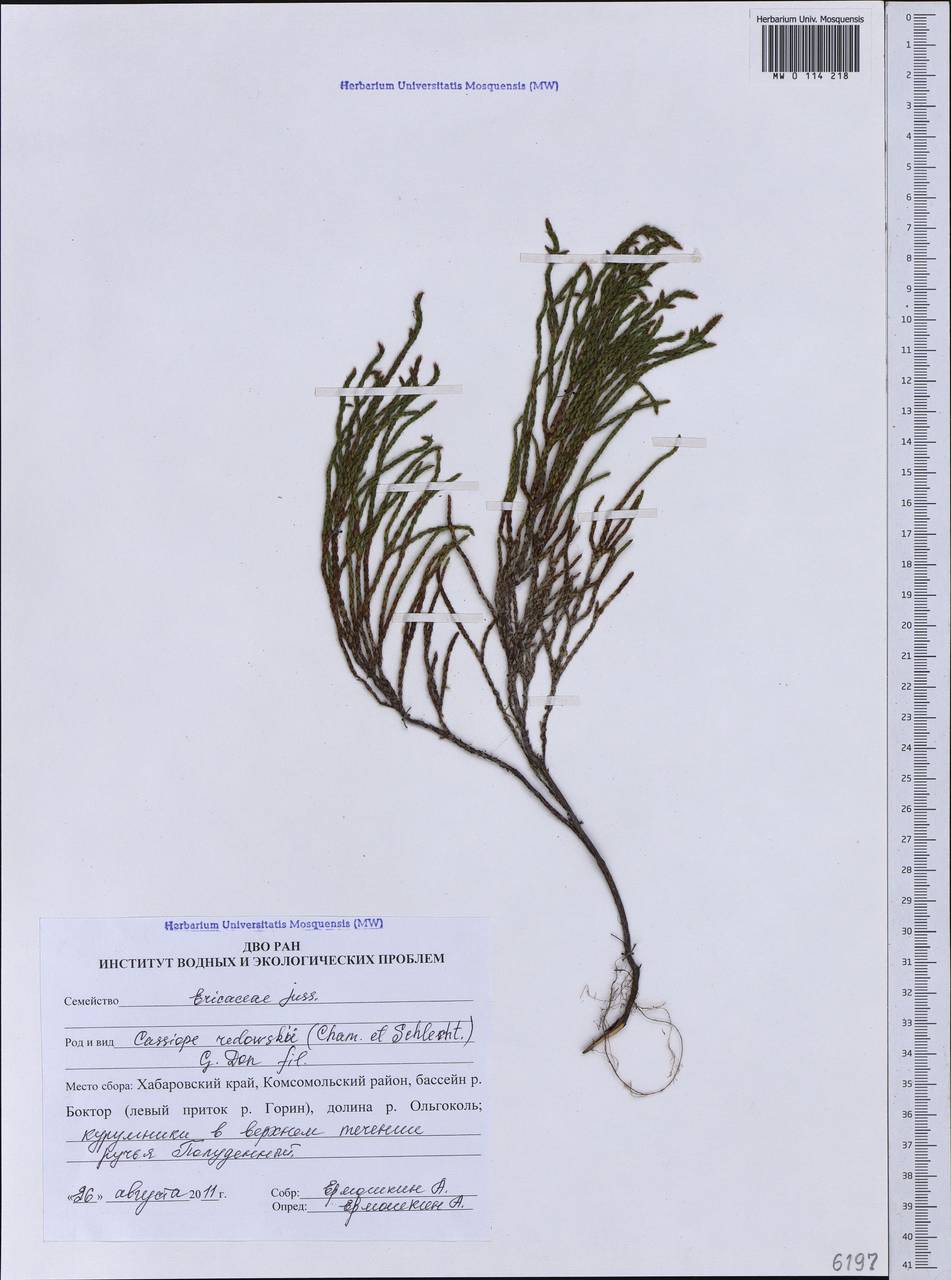 Cassiope redowskii (Cham. & Schltdl.) G. Don, Siberia, Russian Far East (S6) (Russia)