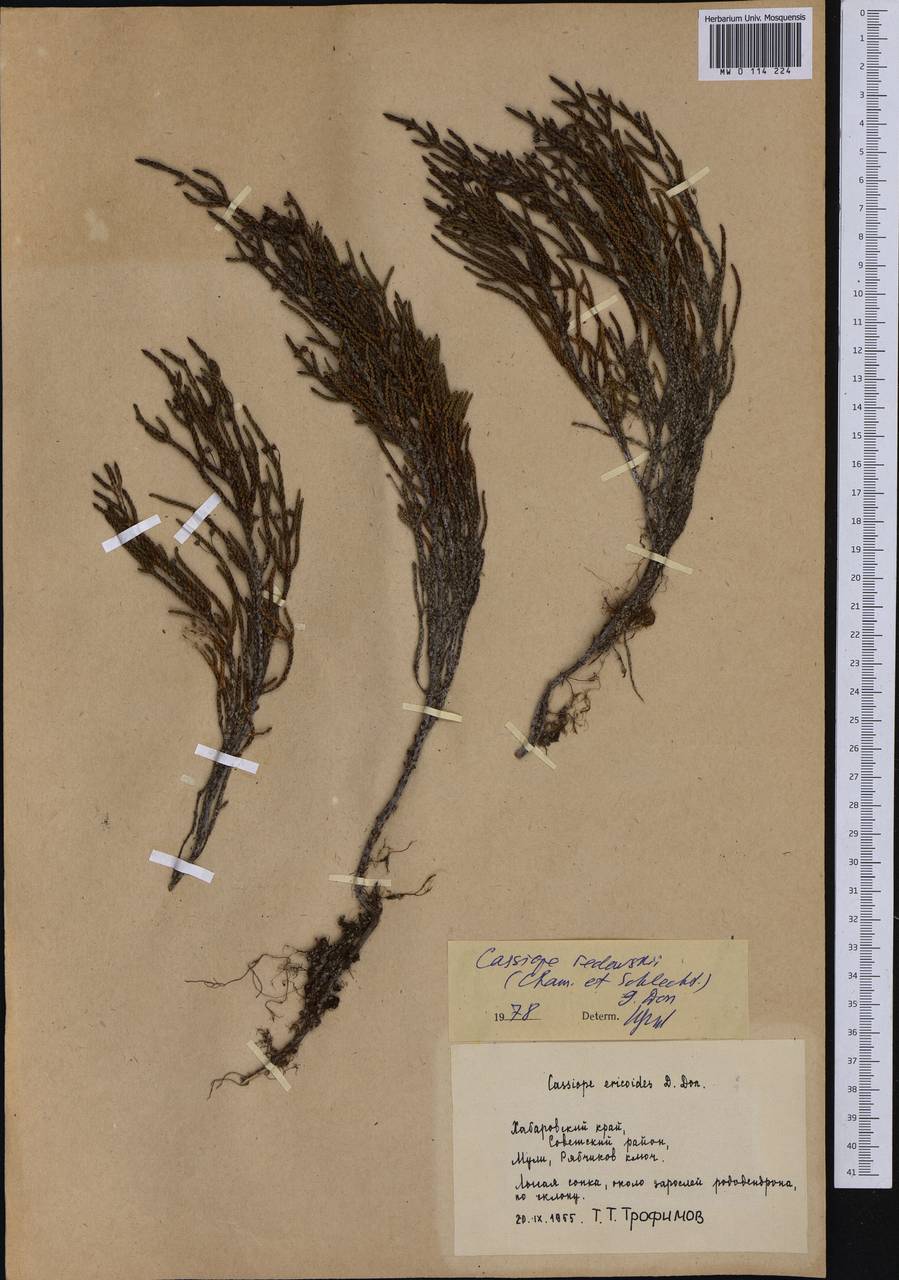 Cassiope redowskii (Cham. & Schltdl.) G.Don, Siberia, Russian Far East (S6) (Russia)