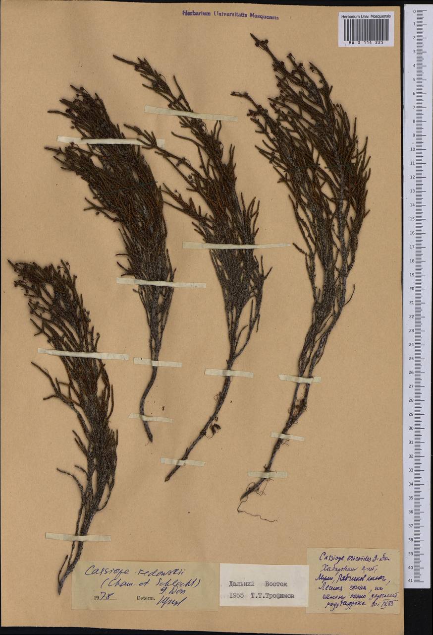 Cassiope redowskii (Cham. & Schltdl.) G.Don, Siberia, Russian Far East (S6) (Russia)