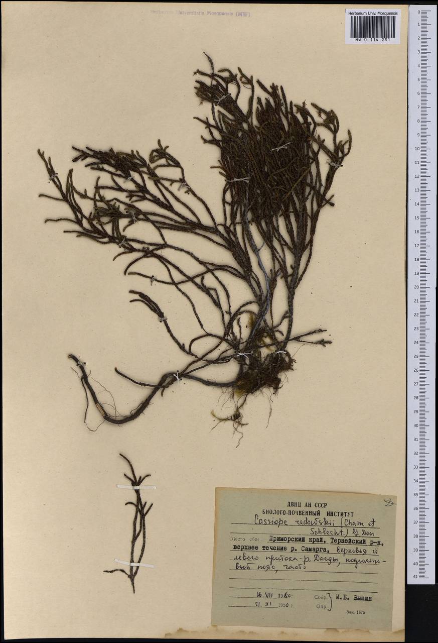 Cassiope redowskii (Cham. & Schltdl.) G. Don, Siberia, Russian Far East (S6) (Russia)