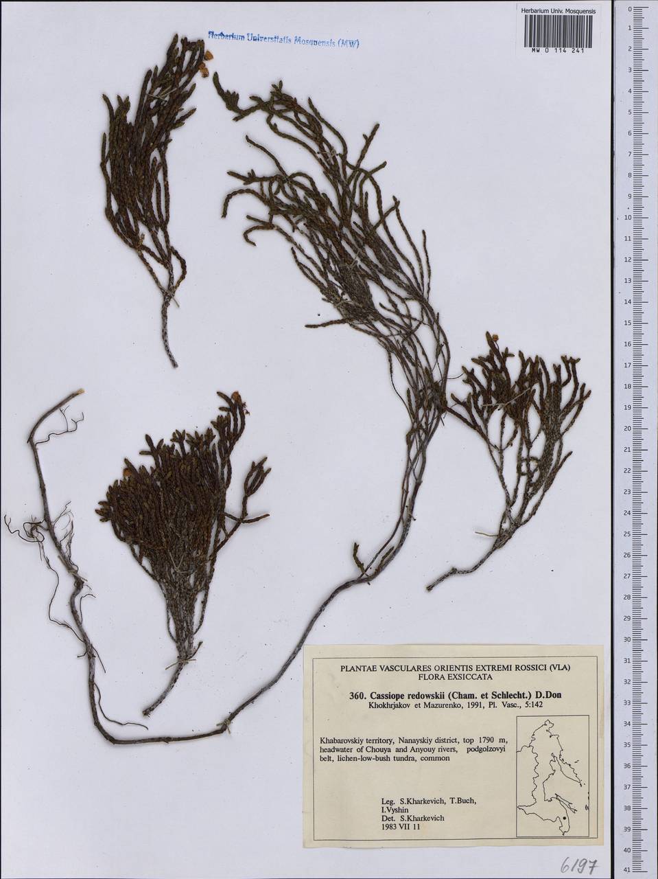 Cassiope redowskii (Cham. & Schltdl.) G. Don, Siberia, Russian Far East (S6) (Russia)