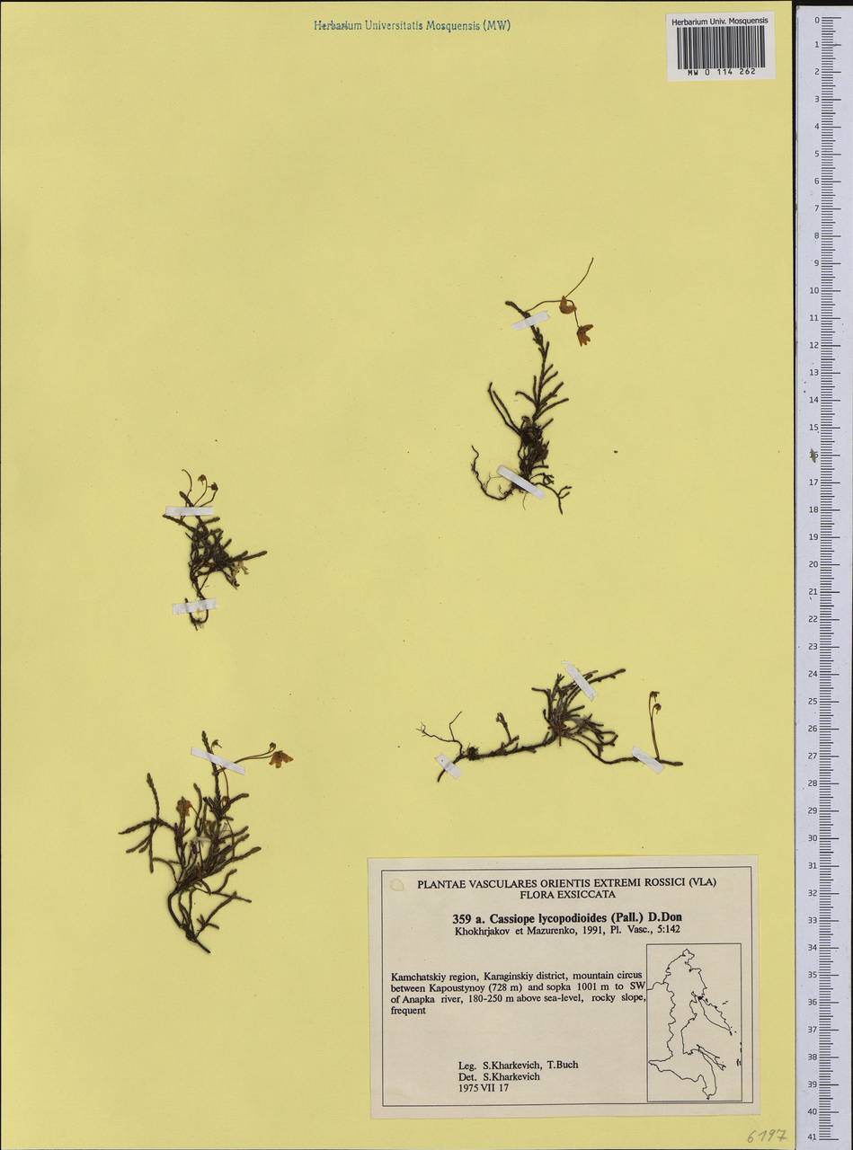 Cassiope lycopodioides (Pall.) D. Don, Siberia, Chukotka & Kamchatka (S7) (Russia)