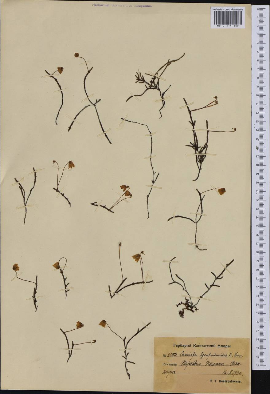 Cassiope lycopodioides (Pall.) D. Don, Siberia, Chukotka & Kamchatka (S7) (Russia)
