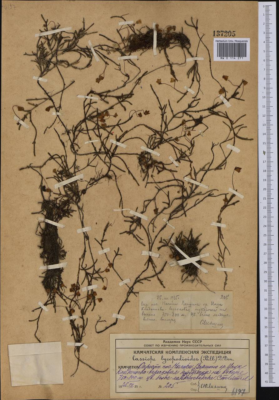 Cassiope lycopodioides (Pall.) D. Don, Siberia, Chukotka & Kamchatka (S7) (Russia)