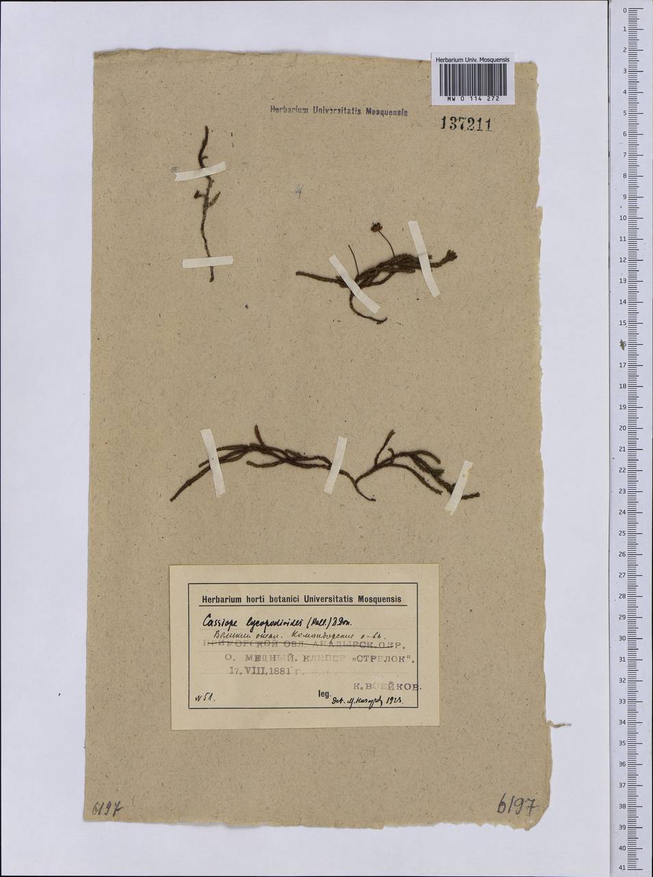 Cassiope lycopodioides (Pall.) D. Don, Siberia, Chukotka & Kamchatka (S7) (Russia)