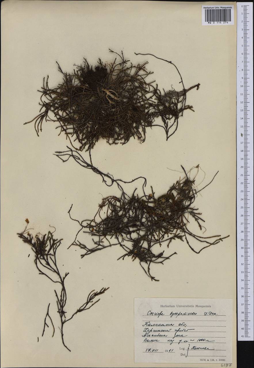 Cassiope lycopodioides (Pall.) D. Don, Siberia, Chukotka & Kamchatka (S7) (Russia)