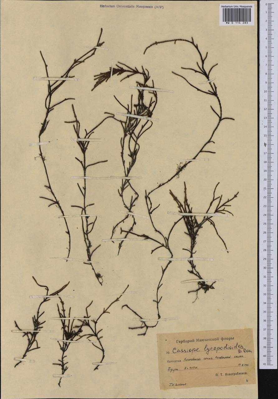 Cassiope lycopodioides (Pall.) D. Don, Siberia, Chukotka & Kamchatka (S7) (Russia)